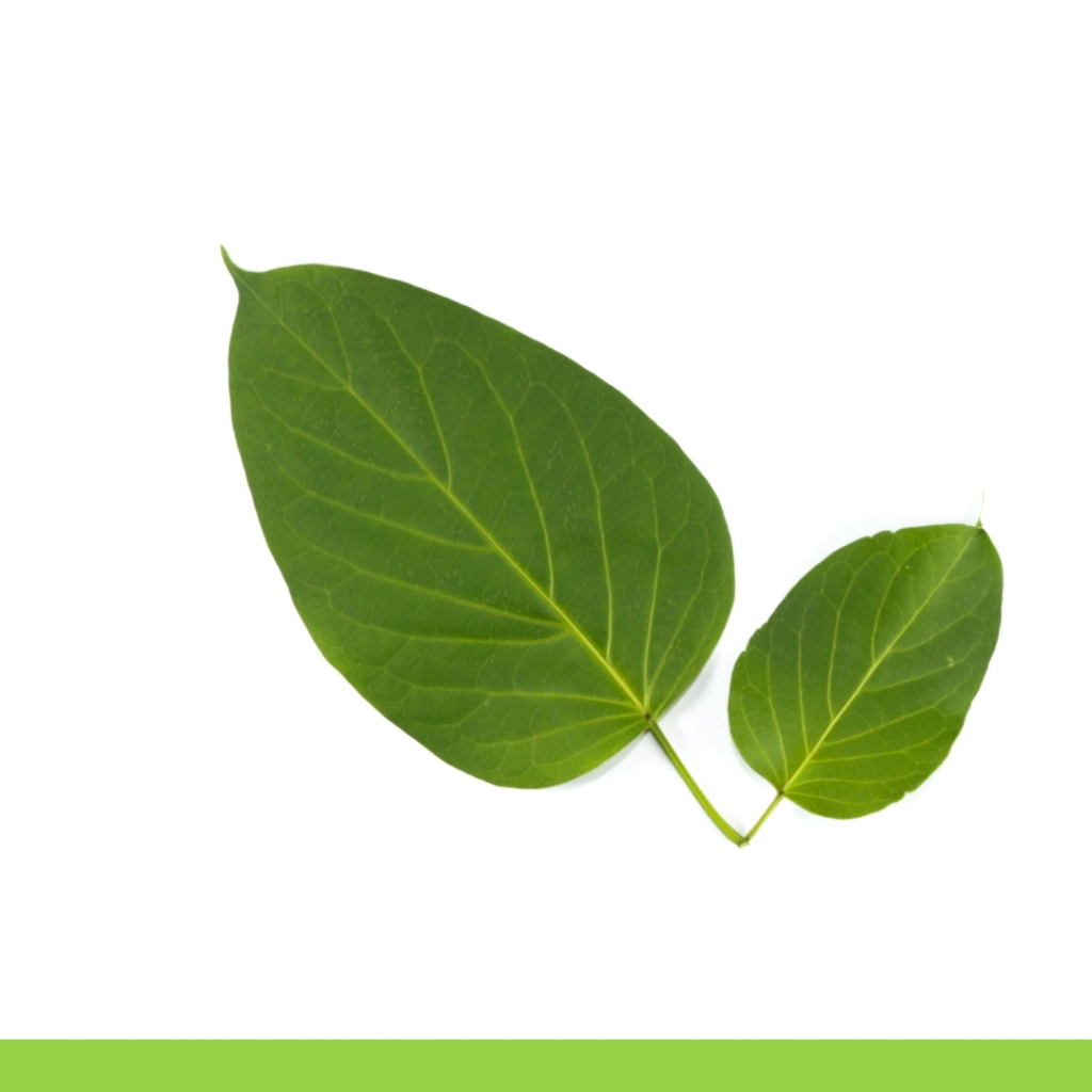Gymnema sylvestre