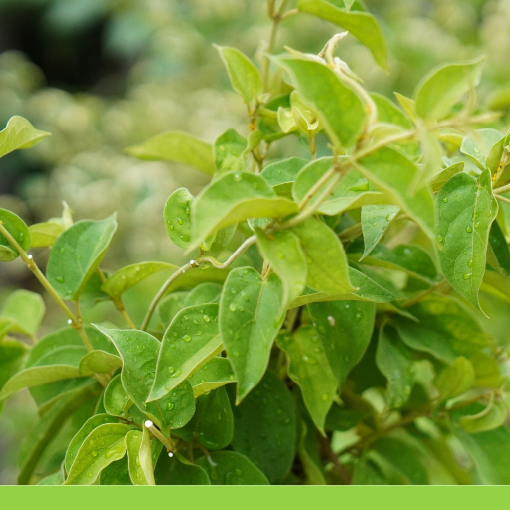 Gymnema sylvestre2 1