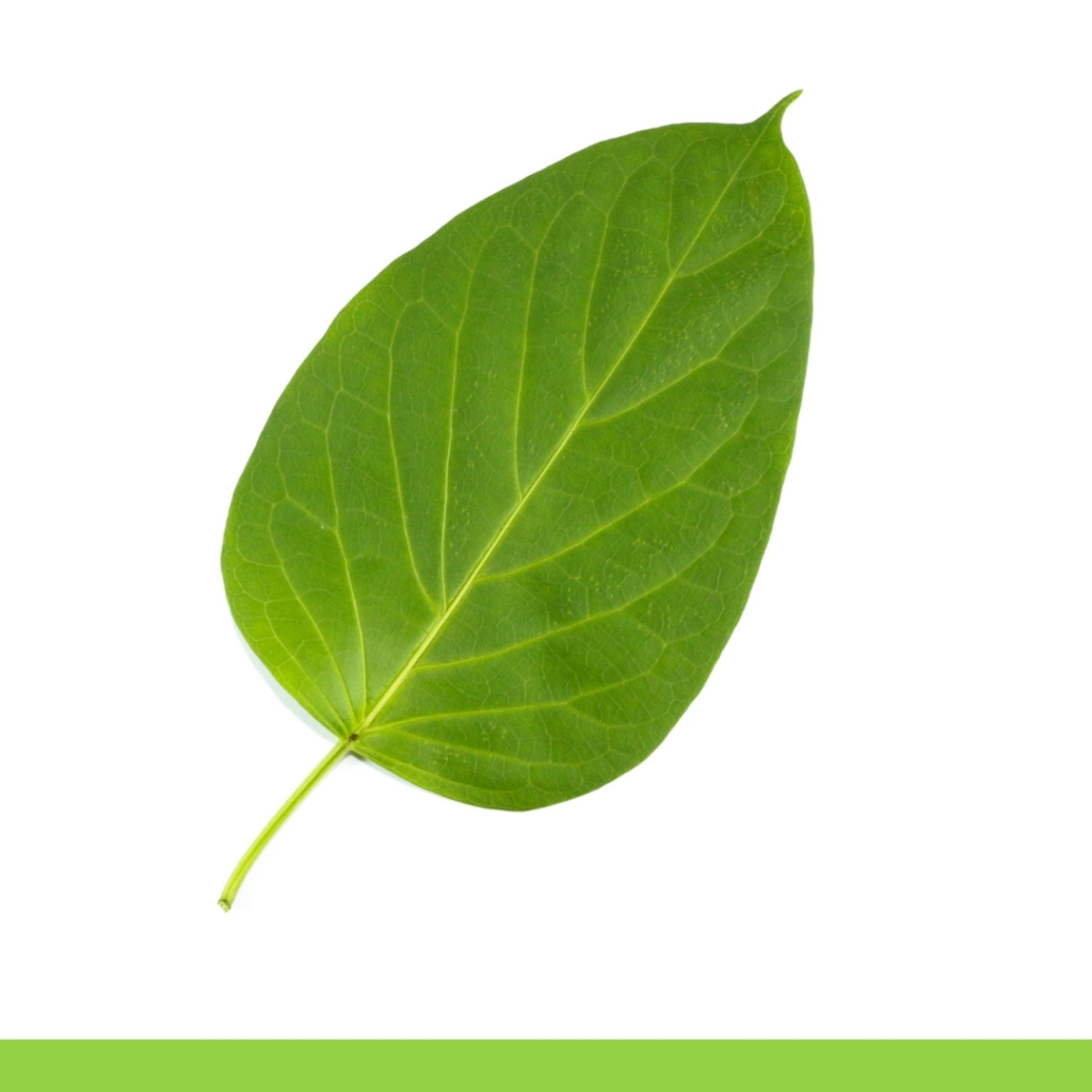 Gymnema sylvestre4 1