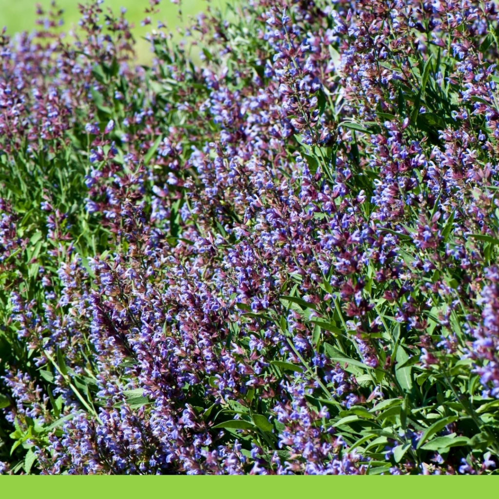 Salvia officinalis 2