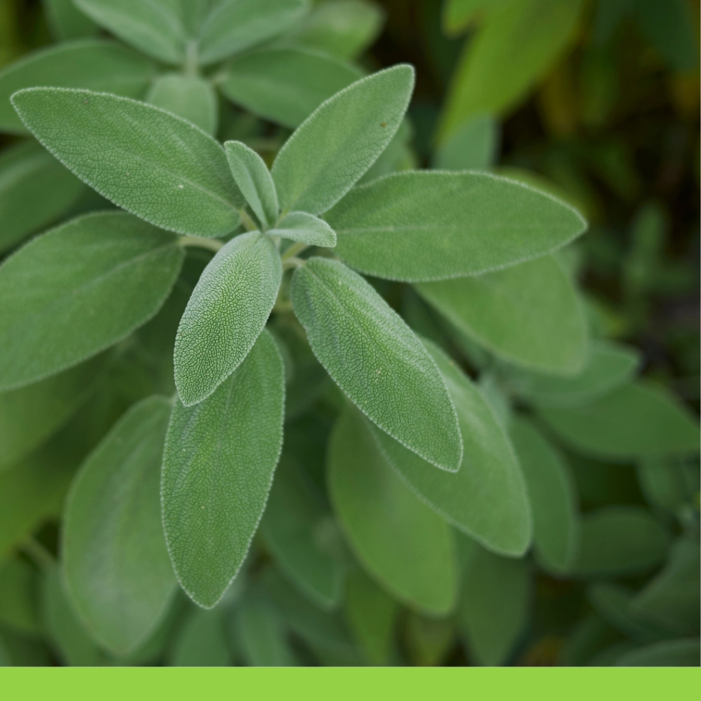 Salvia officinalis - Adaçayı