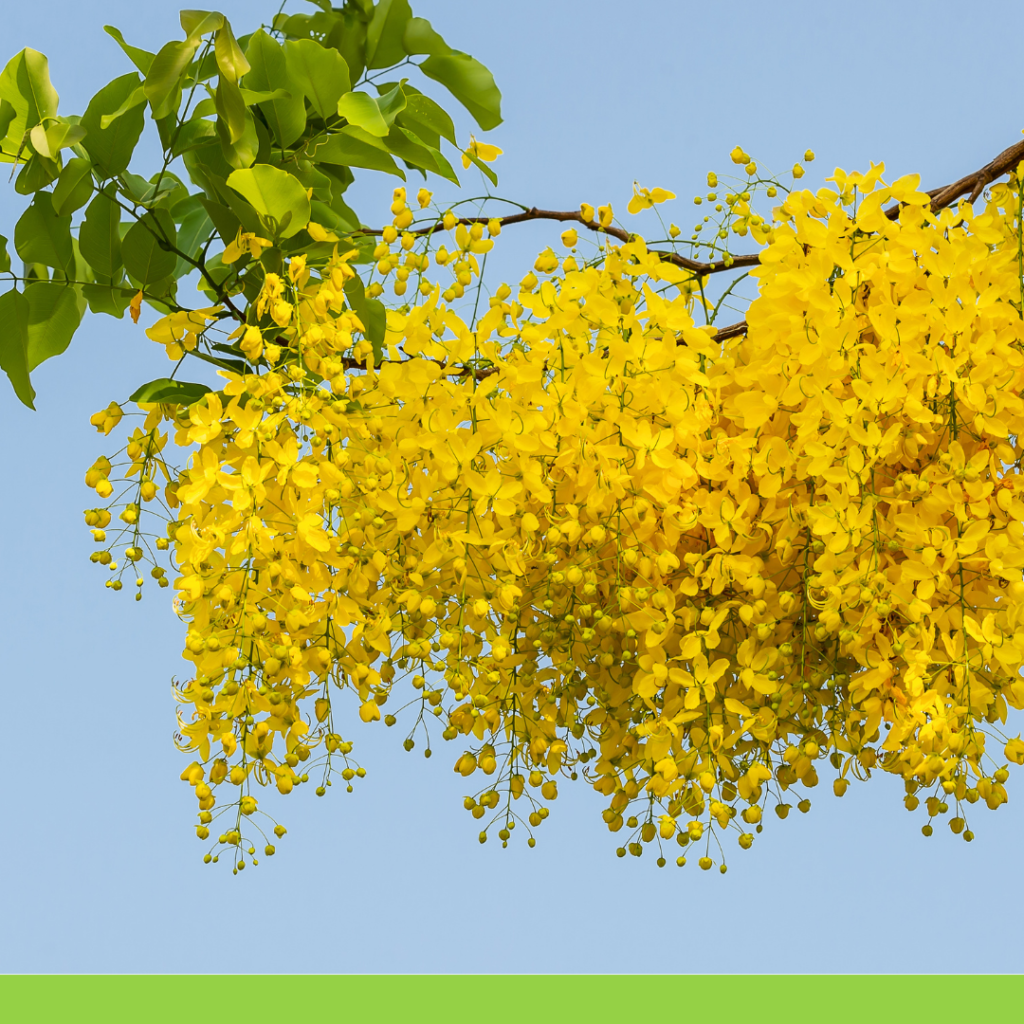 Cassia angustifolia