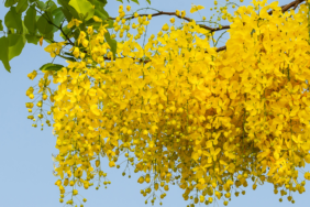 Cassia angustifolia