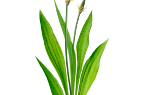 Plantago lanceolata