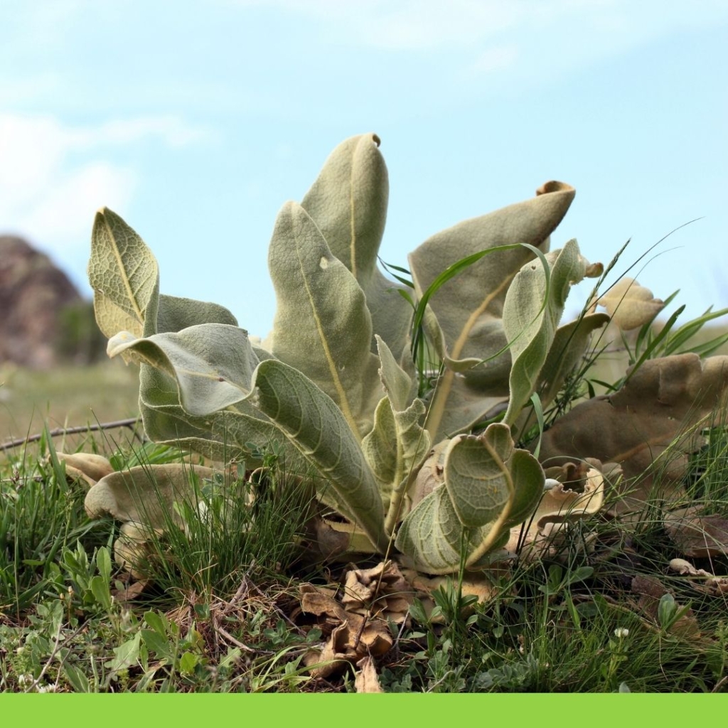 Sığır kuyruğu 4 verbascum thapsus