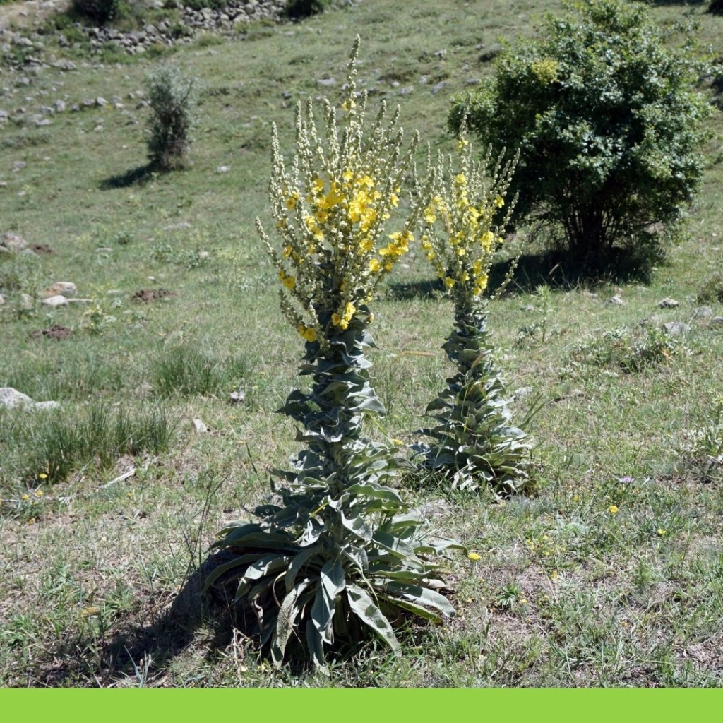 Sığır kuyruğu 5 verbascum thapsus
