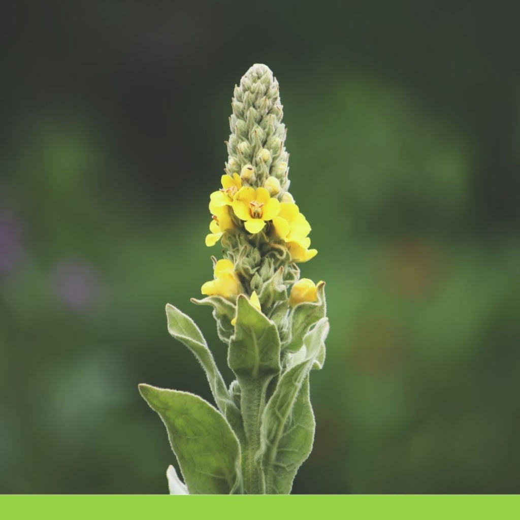 Sığır kuyruğu 6 verbascum thapsus