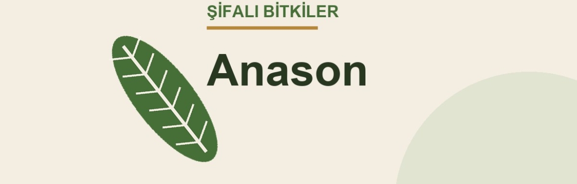 Anason faydaları, kullanımı ve özellikleri