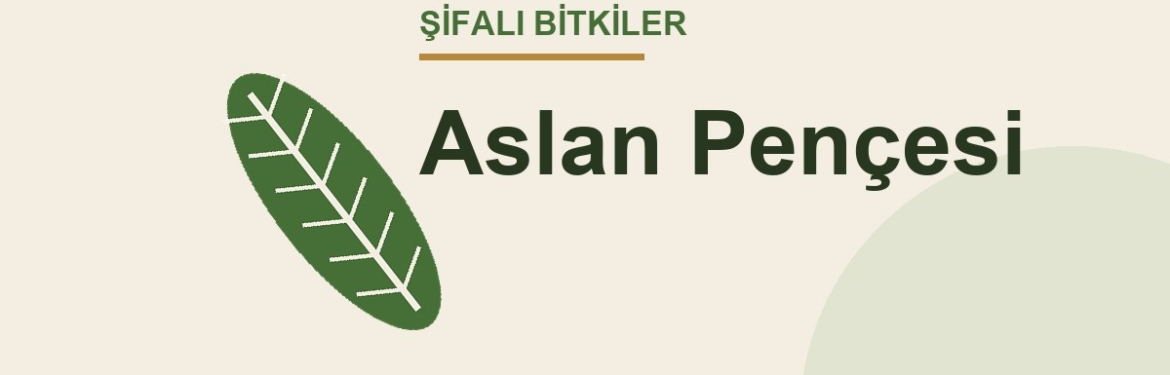 Aslan Pençesi faydaları, kullanımı ve özellikleri