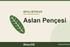Aslan Pençesi faydaları, kullanımı ve özellikleri