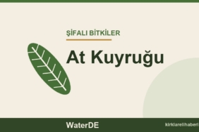 At Kuyruğu faydaları, kullanımı ve özellikleri