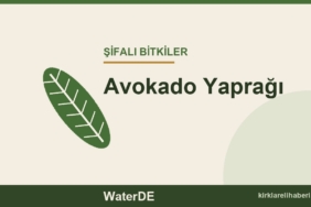 Avokado Yaprağı faydaları, kullanımı ve özellikleri