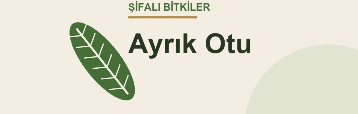 Ayrık Otu faydaları, kullanımı ve özellikleri