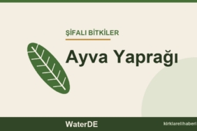 Ayva Yaprağı faydaları, kullanımı ve özellikleri