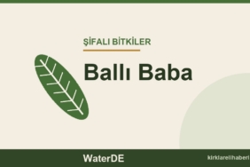 Ballı Baba faydaları, kullanımı ve özellikleri