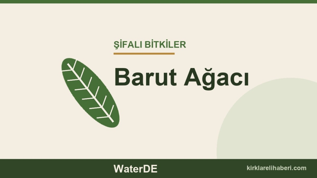 Barut Ağacı faydaları, kullanımı ve özellikleri