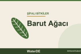 Barut Ağacı faydaları, kullanımı ve özellikleri