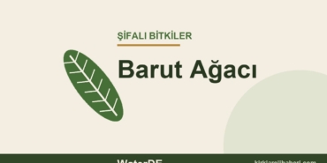 Barut Ağacı faydaları, kullanımı ve özellikleri