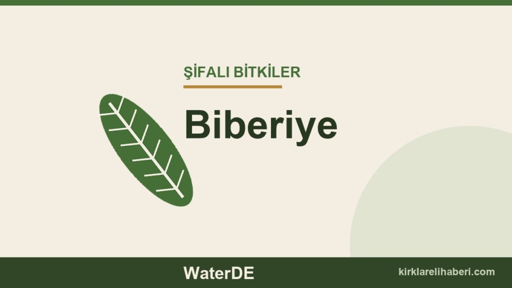 Biberiye faydaları, kullanımı ve özellikleri