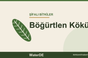 Böğürtlen Kökü faydaları, kullanımı ve özellikleri
