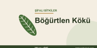 Böğürtlen Kökü faydaları, kullanımı ve özellikleri