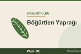 Böğürtlen Yaprağı faydaları, kullanımı ve özellikleri