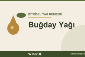 Buğday Yağı faydaları ve kullanımı