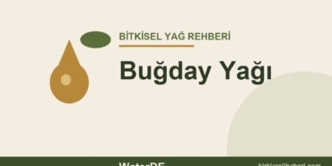 Buğday Yağı faydaları ve kullanımı