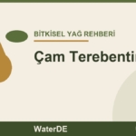 Çam Terebentin Yağı faydaları ve kullanımı
