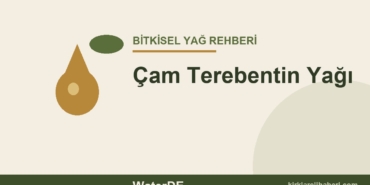 Çam Terebentin Yağı faydaları ve kullanımı