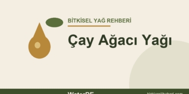 Çay Ağacı Yağı faydaları ve kullanımı