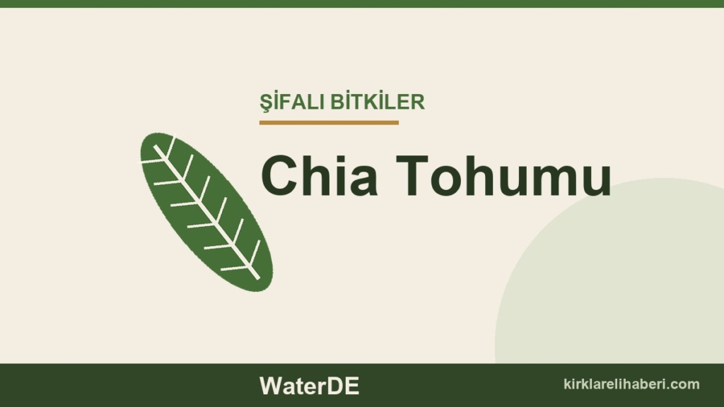 Chia Tohumu faydaları, kullanımı ve özellikleri