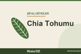 Chia Tohumu faydaları, kullanımı ve özellikleri