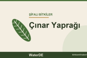 Çınar Yaprağı faydaları, kullanımı ve özellikleri