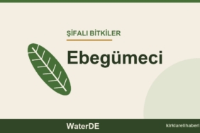 Ebegümeci faydaları, kullanımı ve özellikleri
