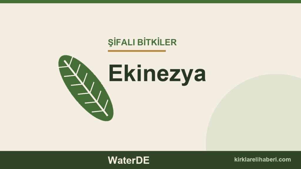 Ekinezya faydaları, kullanımı ve özellikleri