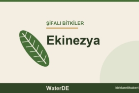 Ekinezya faydaları, kullanımı ve özellikleri