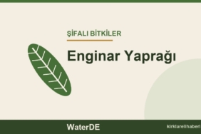 Enginar Yaprağı faydaları, kullanımı ve özellikleri
