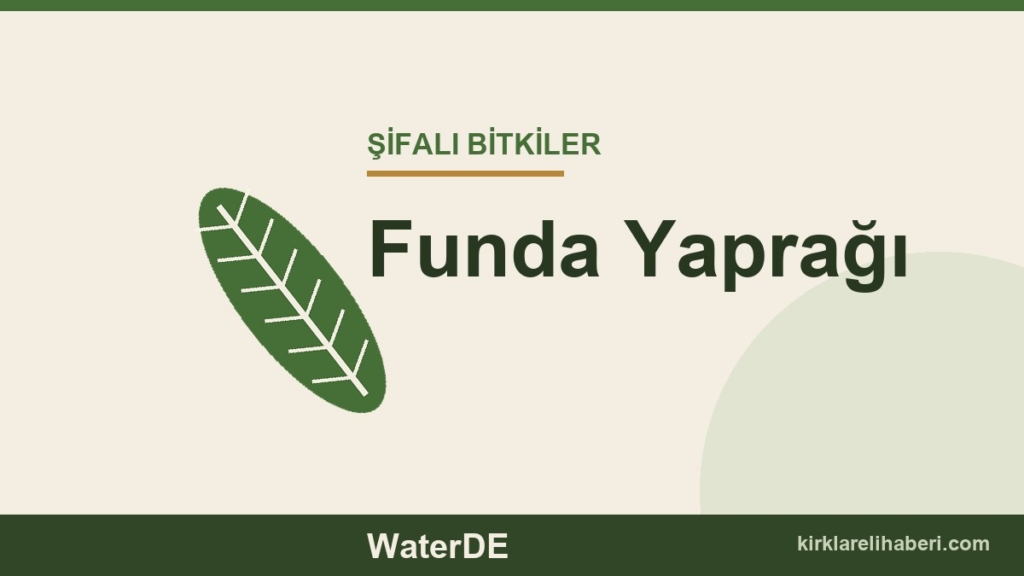 Funda Yaprağı faydaları, kullanımı ve özellikleri
