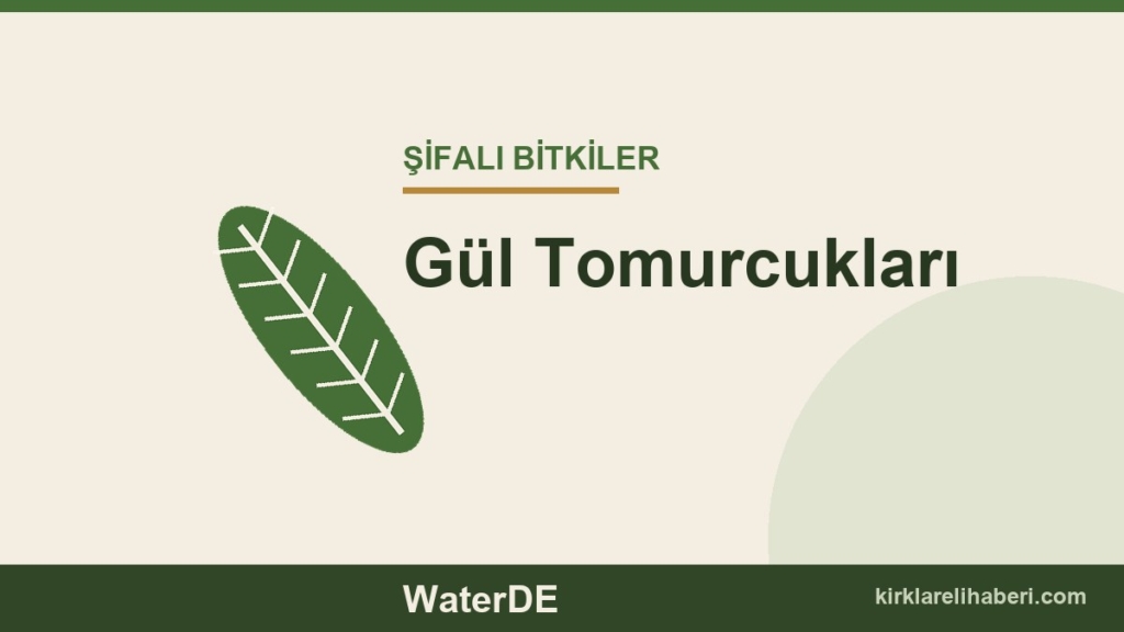Gül Tomurcukları faydaları, kullanımı ve özellikleri