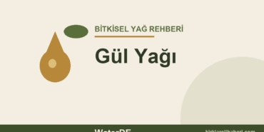 Gül Yağı faydaları ve kullanımı