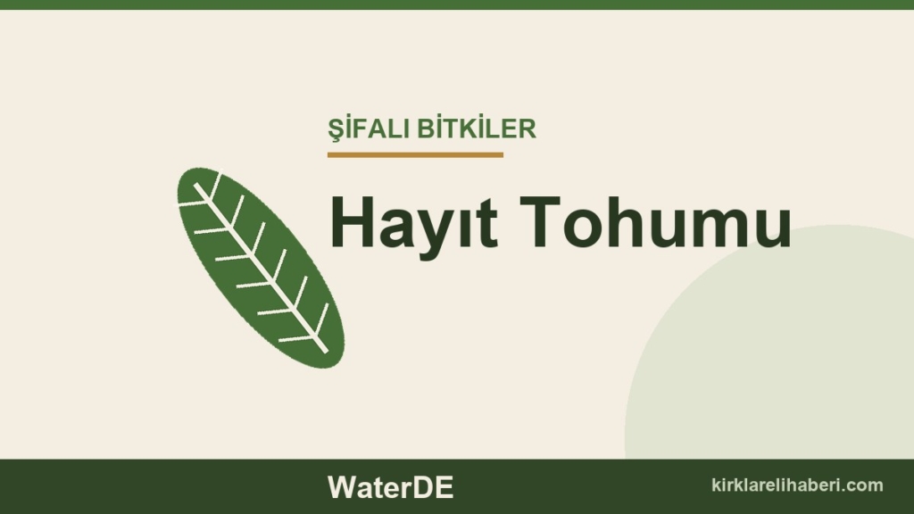 Hayıt Tohumu faydaları, kullanımı ve özellikleri