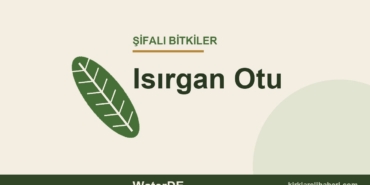 Isırgan Otu faydaları, kullanımı ve özellikleri