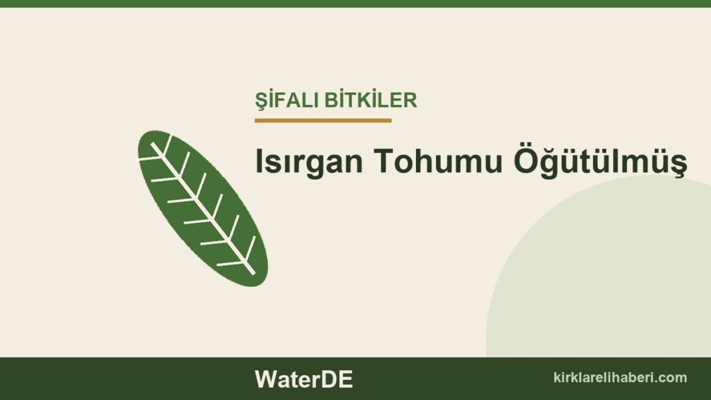 Isırgan Tohumu Öğütülmüş faydaları, kullanımı ve özellikleri
