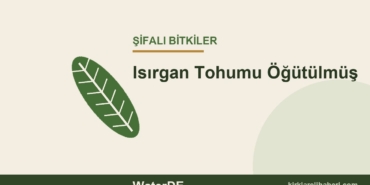 Isırgan Tohumu Öğütülmüş faydaları, kullanımı ve özellikleri