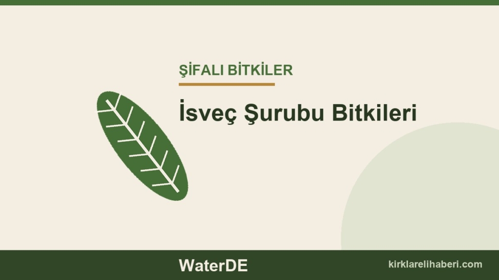 İsveç Şurubu Bitkileri faydaları, kullanımı ve özellikleri