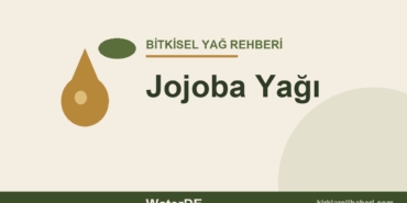 Jojoba Yağı faydaları ve kullanımı