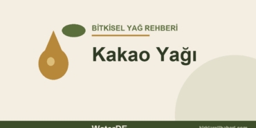Kakao Yağı faydaları ve kullanımı