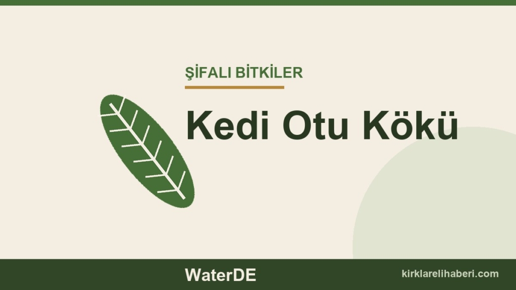 Kedi Otu Kökü faydaları, kullanımı ve özellikleri