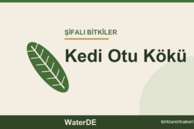 Kedi Otu Kökü faydaları, kullanımı ve özellikleri